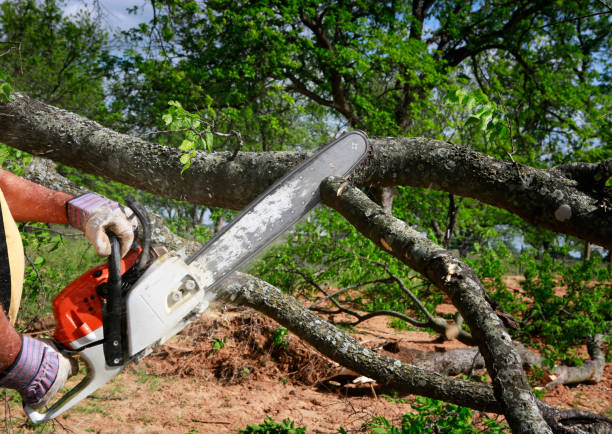 Tree Branch Trimming